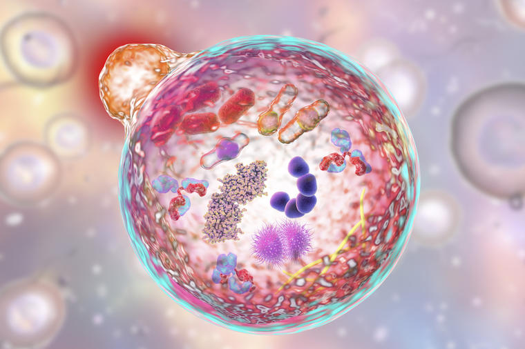 Sve što treba da znate o autofagiji:Ovako se telo programira da uništi sve loše ćelije, bolesti, toksine i masne naslage