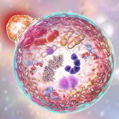 Sve što treba da znate o autofagiji:Ovako se telo programira da uništi sve loše ćelije, bolesti, toksine i masne naslage