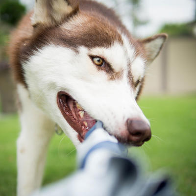 Signali koje pas daje pre nego što vas napadne i ujede: Ovo je prvi znak upozorenja!