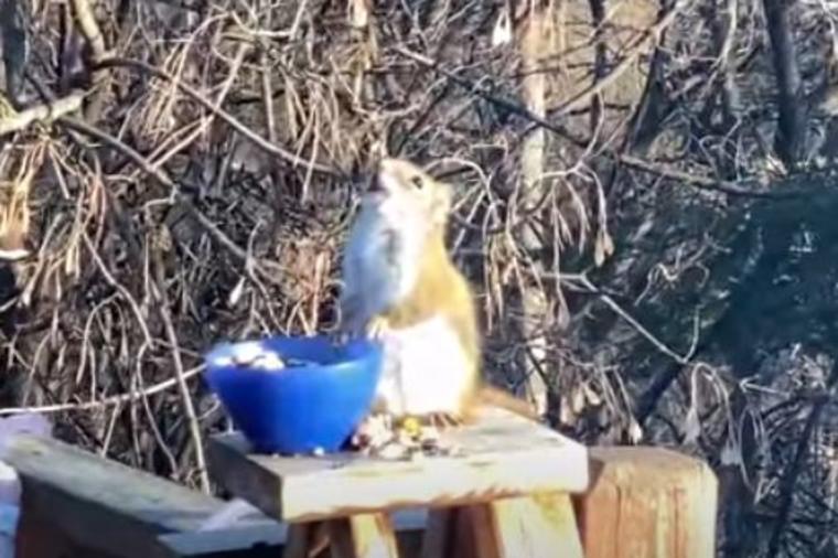 Hit snimak pijane veverice nasmejao internet: Pojela je trule kruške, a onda je nastao šou! (VIDEO)