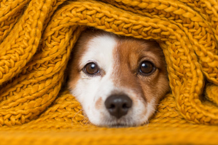 Veterinar otkriva o čemu psi razmišljaju: Evo šta im sve okupira misli!