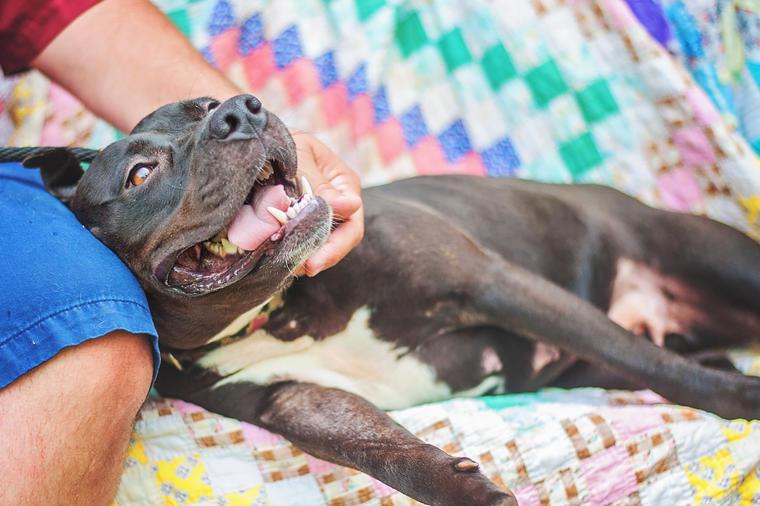Ovo je pas heroj o kojem priča ceo svet: Brzom reakcijom spasao vlasnika sigurne smrti! (VIDEO)