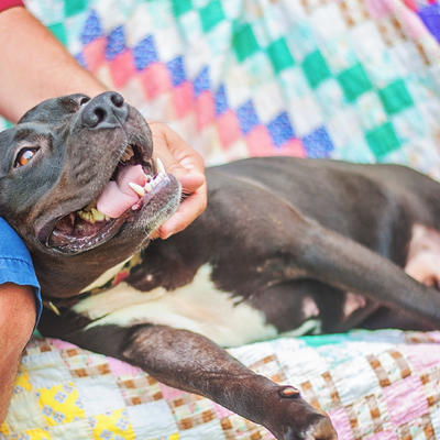 Ovo je pas heroj o kojem priča ceo svet: Brzom reakcijom spasao vlasnika sigurne smrti! (VIDEO)