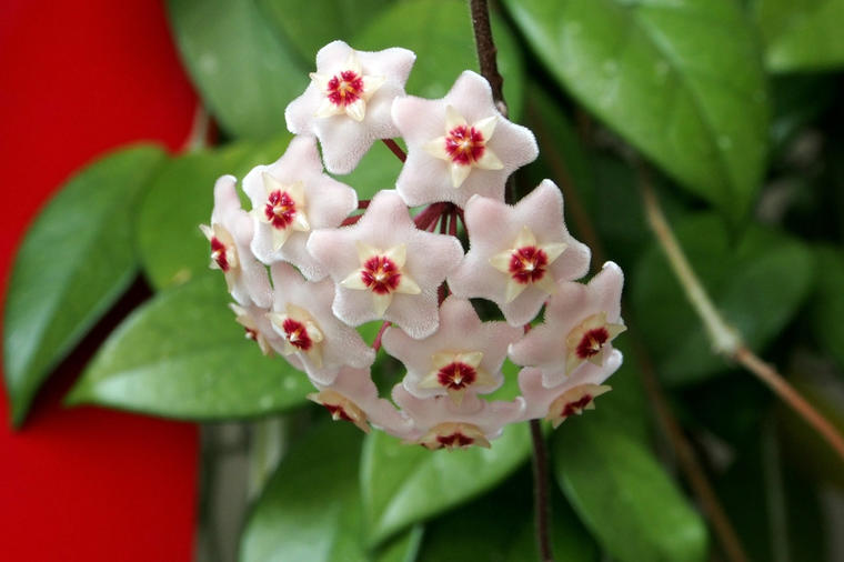 Ako imate ovaj cvet u kući, osveživač prostora vam neće trebati: Evo kako se gaji biljka najlepšeg cveta!