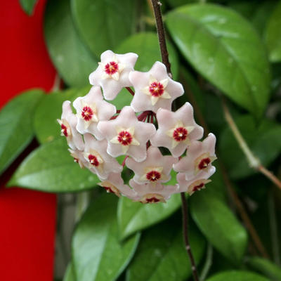 Ako imate ovaj cvet u kući, osveživač prostora vam neće trebati: Evo kako se gaji biljka najlepšeg cveta!