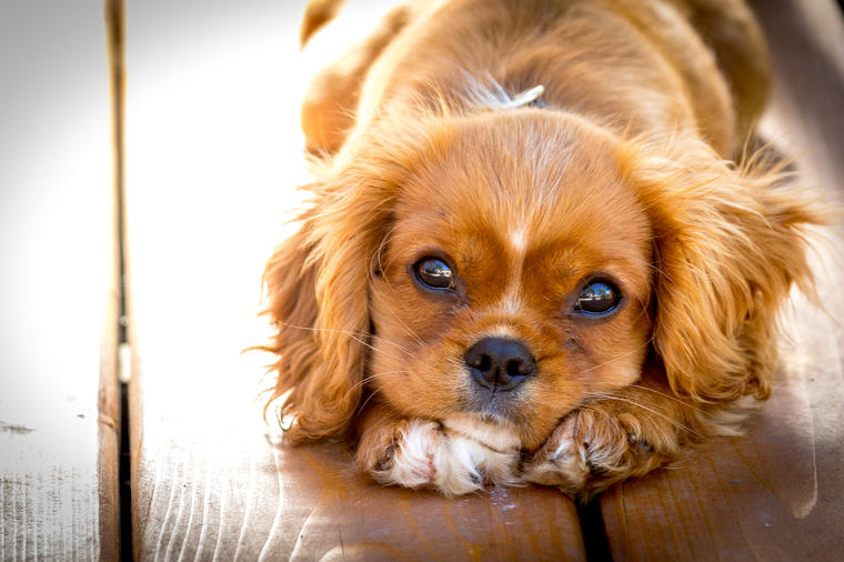 Prosto neodoljivi: Ovo su najmanji i najslađi psi na svetu! (FOTO)