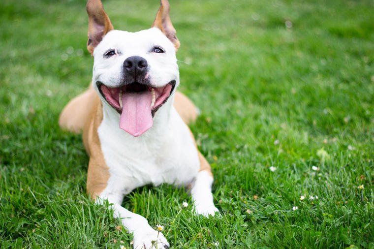 Vaš pas vas razume bolje nego što mislite: Naučnici otkrili kako naši ljubimci reaguju na određene reči!
