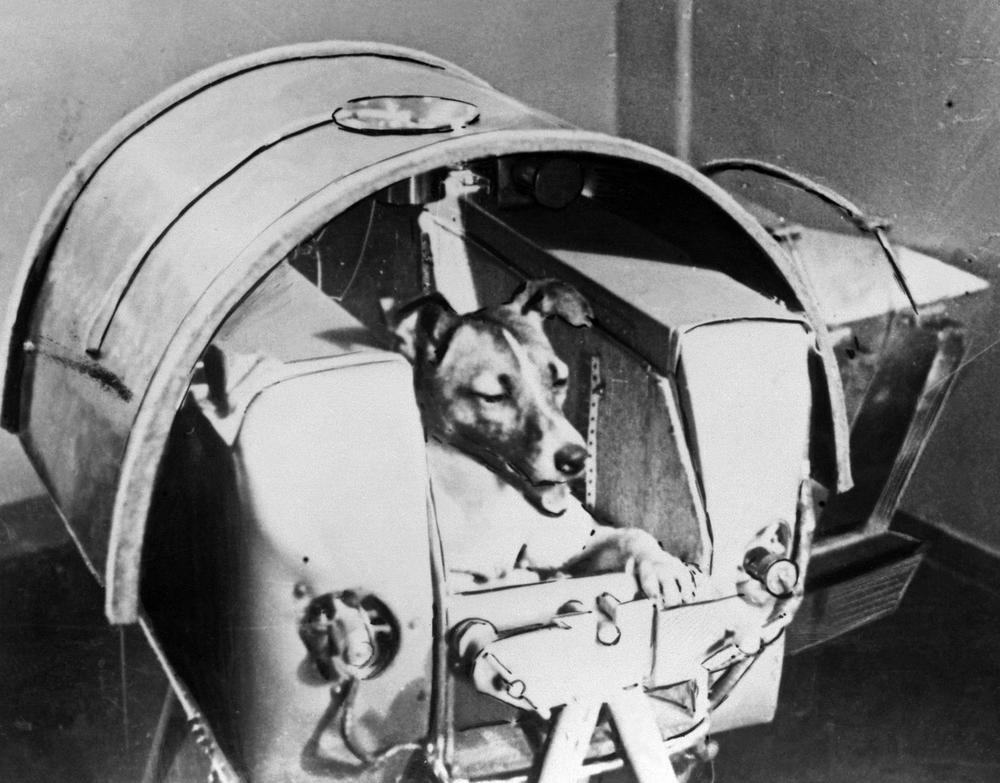 Лајка, првото куче во вселената
