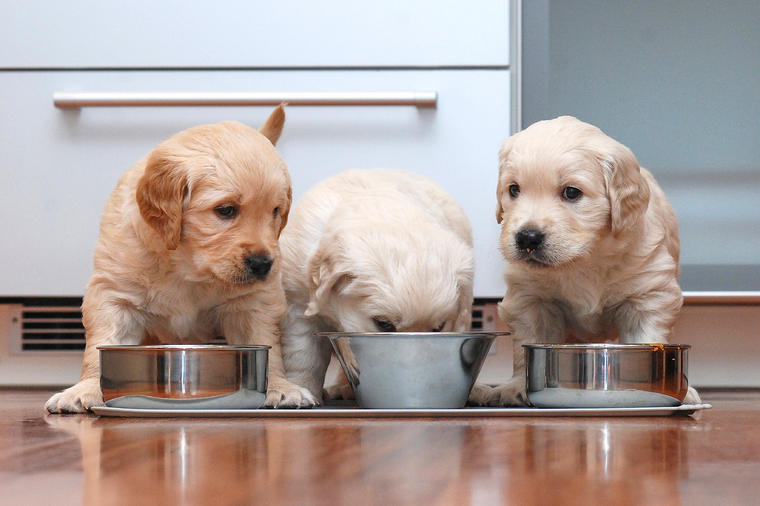 Kako izabrati posudu za pse: Evo iz kojih je najzdravije da ih hranite i kako se pravilno održavaju!