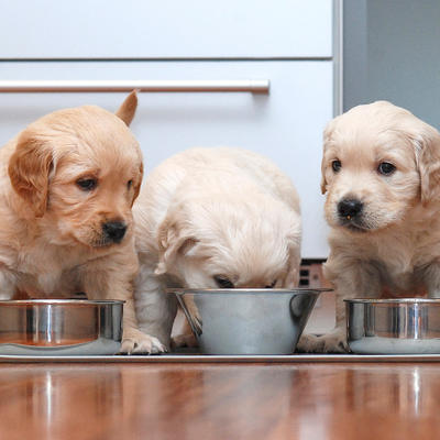 Kako izabrati posudu za pse: Evo iz kojih je najzdravije da ih hranite i kako se pravilno održavaju!