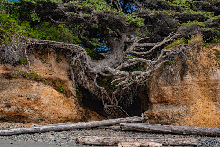 Čudesno drvo života koje prkosi pravilima: Godinama visi iznad tla i bori se za život! (FOTO)