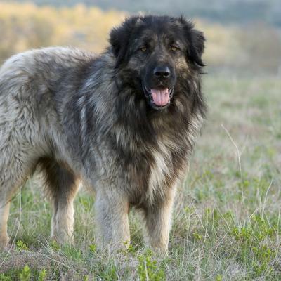Srbi veruju da nam je Bog dao ovog psa da nas čuva od zla: Zmaj ili Silvan je stara rasa koja vredi zlata!