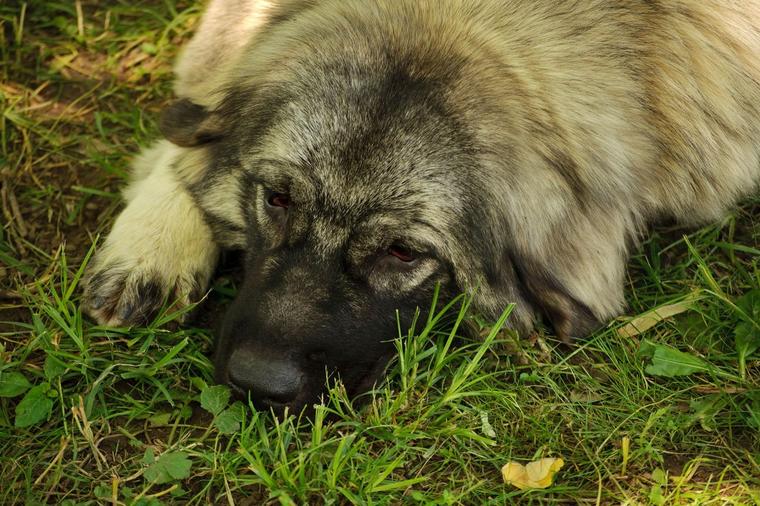 Ovako psi reaguju kad osete da je čovek u opasnosti: 6 znakova koji treba da budu alarm da će nešto da se desi