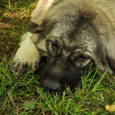 Ovako psi reaguju kad osete da je čovek u opasnosti: 6 znakova koji treba da budu alarm da će nešto da se desi