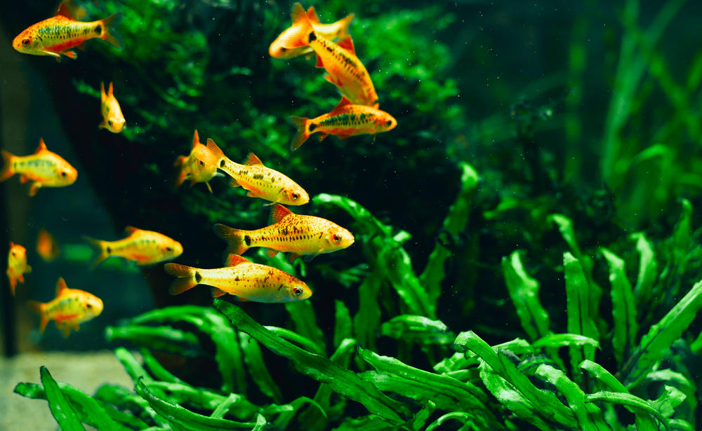 akvarijum, ribice