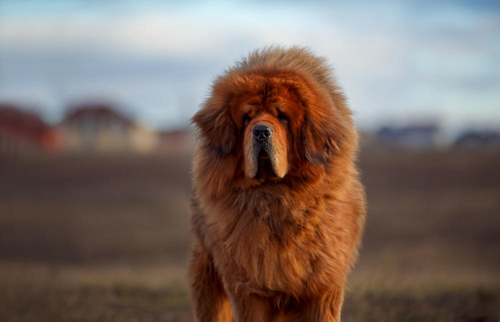 Tibetanski Mastif