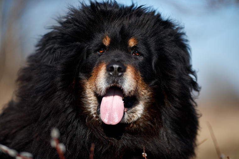 Jedna od najstarijih, najvećih i najskupljih rasa: Upoznajte psa vredog 2 miliona dolara! (FOTO)