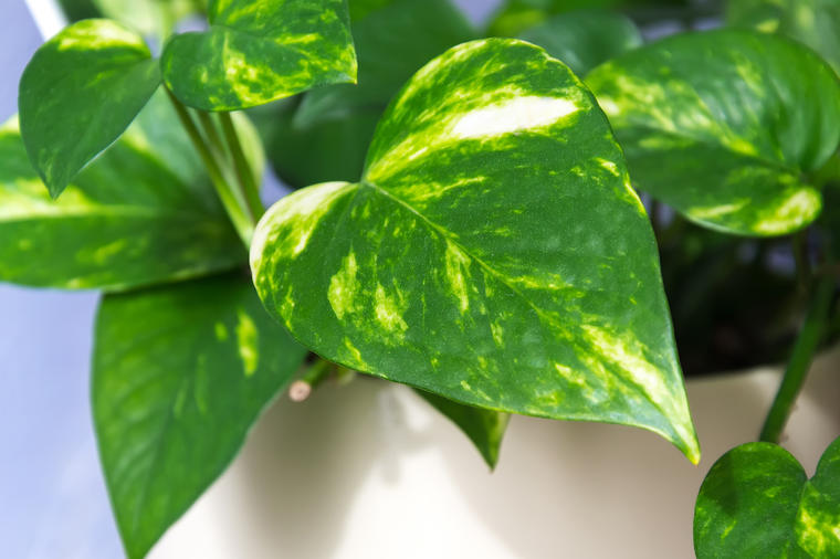 Svaki dom mora da je ima: Ova biljka filtrira vazduh, savršena je dekoracija, a uspeva baš svima! (FOTO)