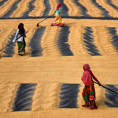 Evo kako izgleda sušenje pirinča na indijskom suncu: Posao koji uzima svu snagu radnika! (FOTO)