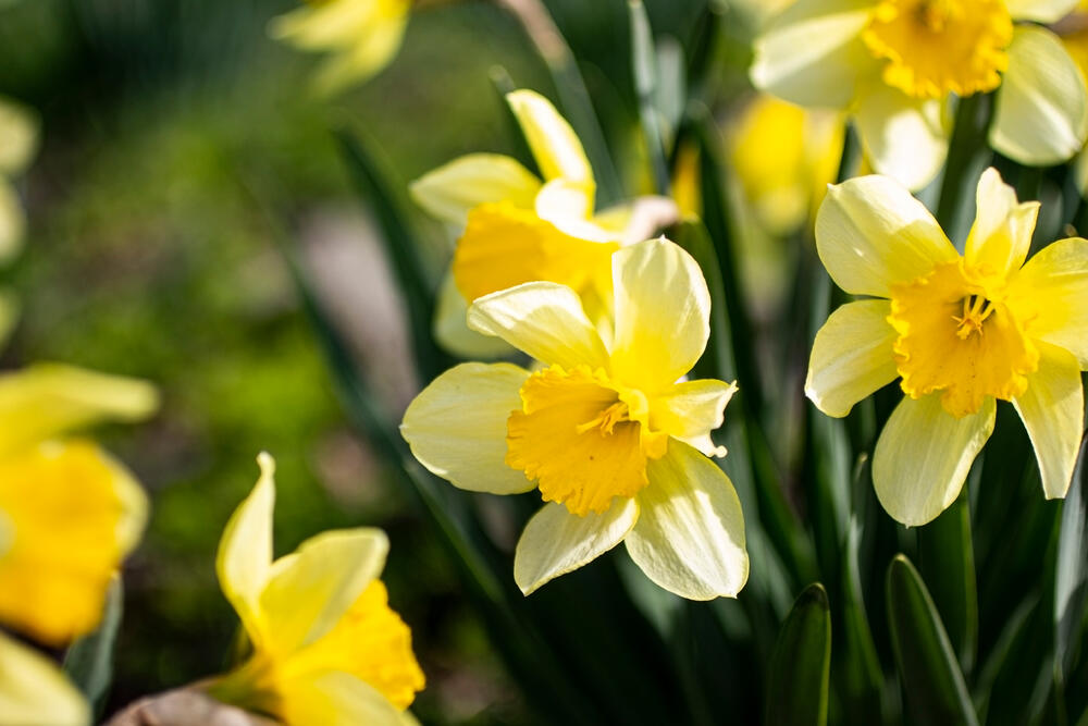 Narcisi, Narcis, Cveće, Cvet narcis