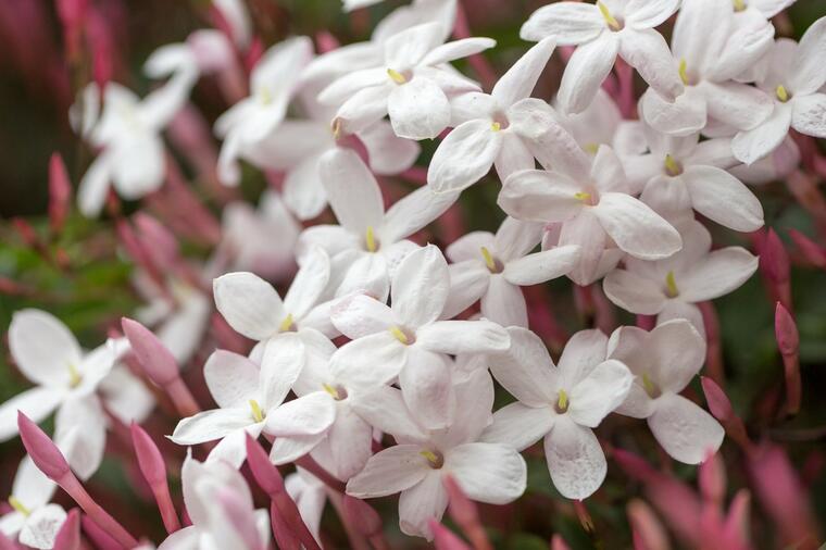 OVAKO SE NEGUJE I GAJI JASMIN: Cvet nesvakidašnjeg mirisa koji tera negativnu energiju iz doma! (FOTO)