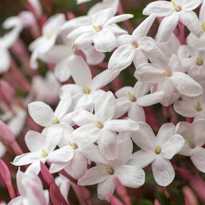 OVAKO SE NEGUJE I GAJI JASMIN: Cvet nesvakidašnjeg mirisa koji tera negativnu energiju iz doma! (FOTO)