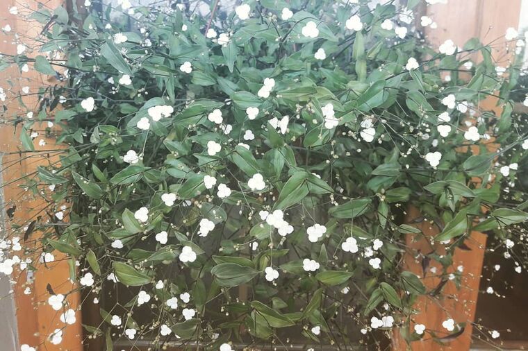 NEVESTIN VEO: Prelepo cveće za viseće saksije, raste kao ludo, raste do 90 cm! (FOTO)