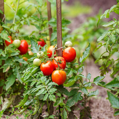 Iskusni baštovani oko paradajza uvek posipaju ovaj prah: Rezultati vidljivi posle 2 dana, imaćete zdrave i sočne plodove