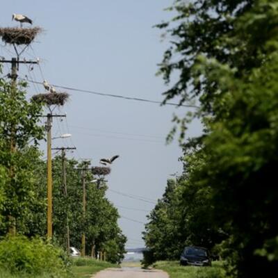 SRPSKO SELO U KOJEM SE RAĐAJU RODE: Čitave kolonije ptica ovde su savile preko 40 gnezda! (FOTO)