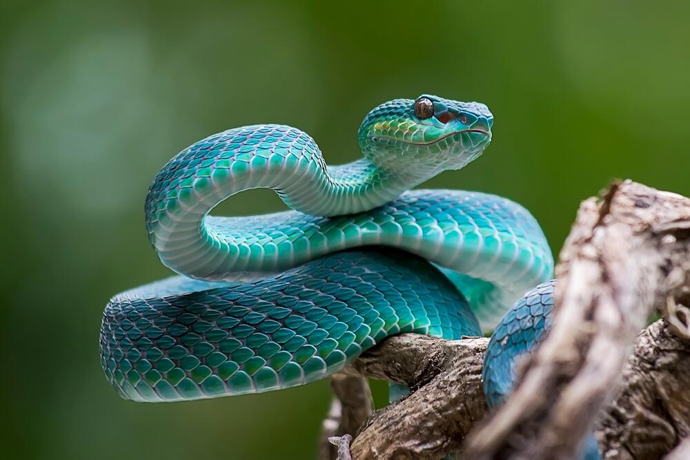 Plava zmija, Zmija