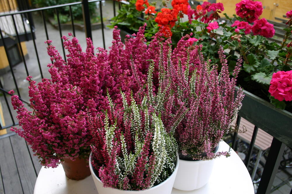 Prelepi cvetovi erike ulepšaće vaš balkon