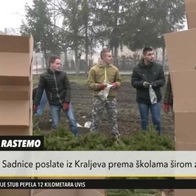 SADNICE IZ KRALJEVA KRENULE PREMA ŠKOLAMA U SRBIJI: Prvaci u četvrtak sade bele borove u svojim školskim dvorištima