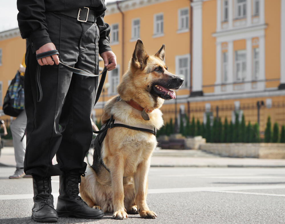 Pas, Nemački ovčar, Policijski pas