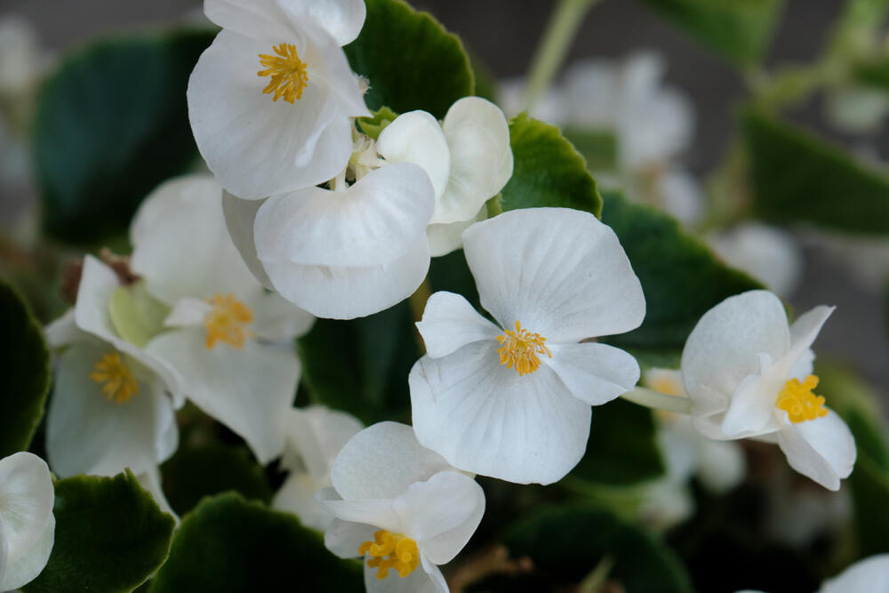 PREMA STAROM PREDANJU: Ko ima ovo cveće na balkonu - ima i zdravlje, blagostanje i sreću