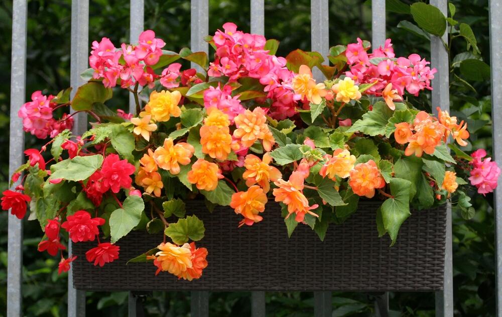 <p>Mnogi smatraju da je Begonije zahtevna biljka, ali ovo cveće prosto morate imati na balkonu</p>