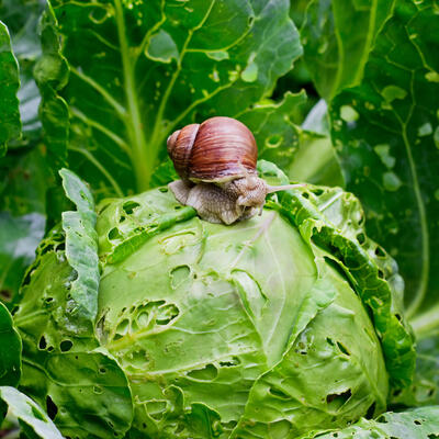 8 efikasnih načina da se rešite puževa iz vaše bašte: Posle kiše stižu da potamane povrće, ali neće moći ako uradite ovo