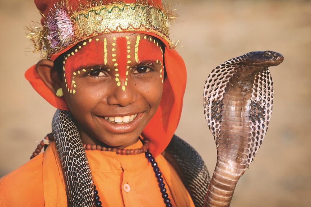 Kobra, Indija