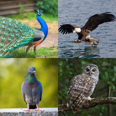 NAJTAČNIJI TEST LIČNOSTI KOJI JE KREIRAO ČUVENI PSIHOLOG: Izaberite 1 pticu i saznajte vaše NAJVEĆE VRLINE i MANE