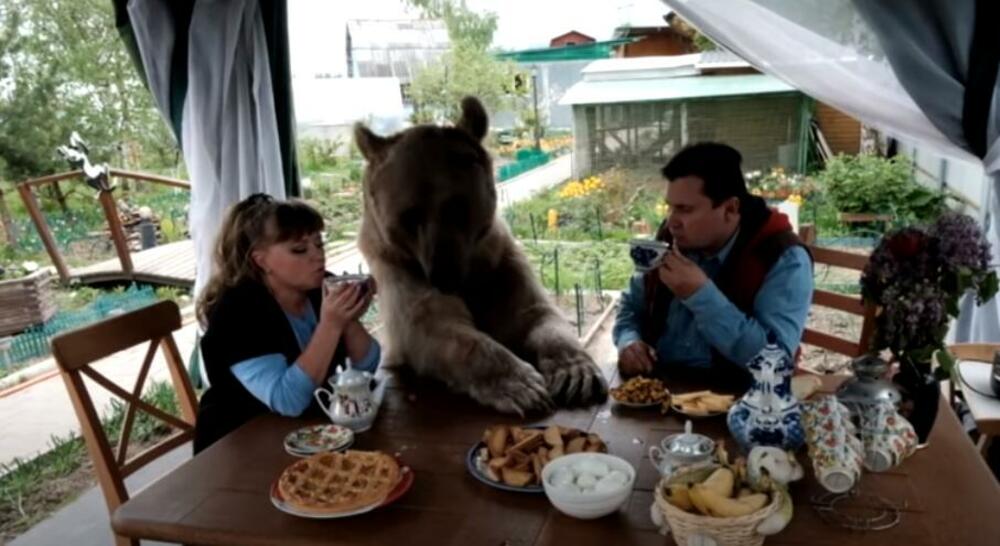 Ruska porodica, Medved