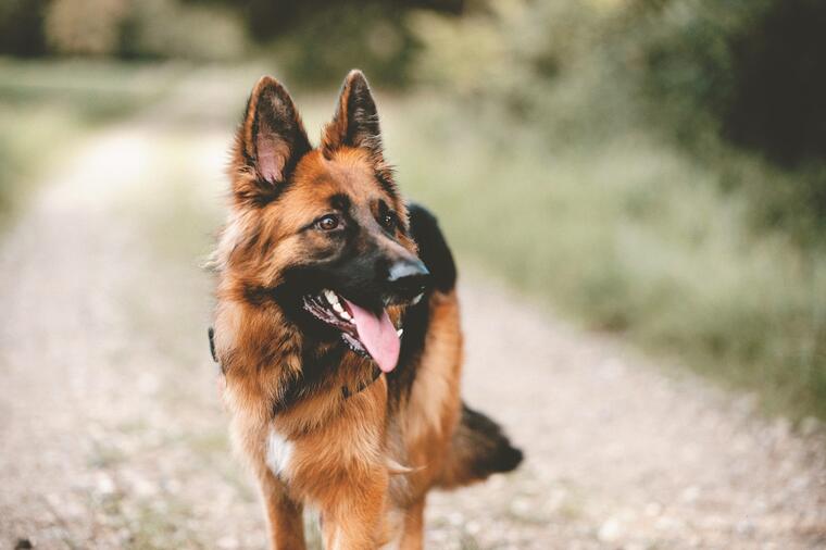 Ovo su 5 najpametnijih rasa pasa na svetu: Veterinar otkriva njihove neverovatne sposobnosti i šta sve mogu da osete