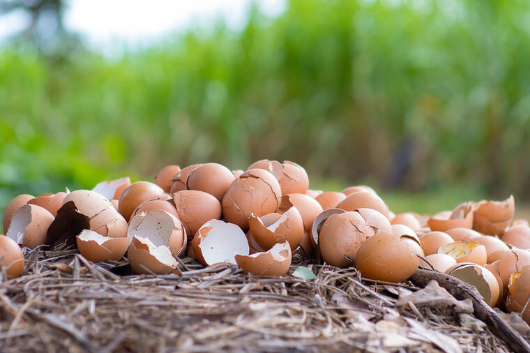 Stari baštovani znaju da je ljuska od jajeta odlično organsko đubrivo: 5 načina da je iskuristite za sobno cveće i baštu