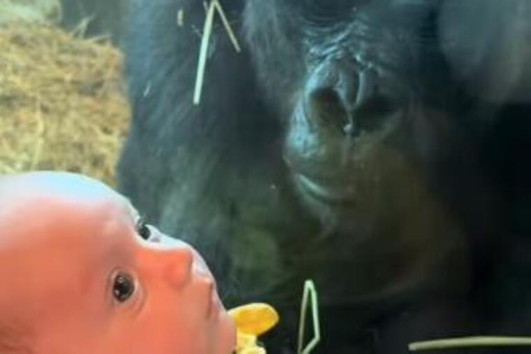 Beba i majka stajale ispred stakla u zoološkom vrtu: Kada je spustila dete, gorila prišla i nastao je šok