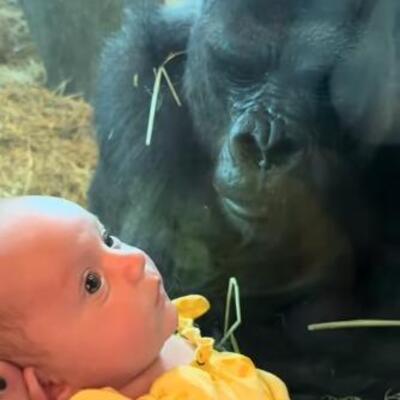 Beba i majka stajale ispred stakla u zoološkom vrtu: Kada je spustila dete, gorila prišla i nastao je šok