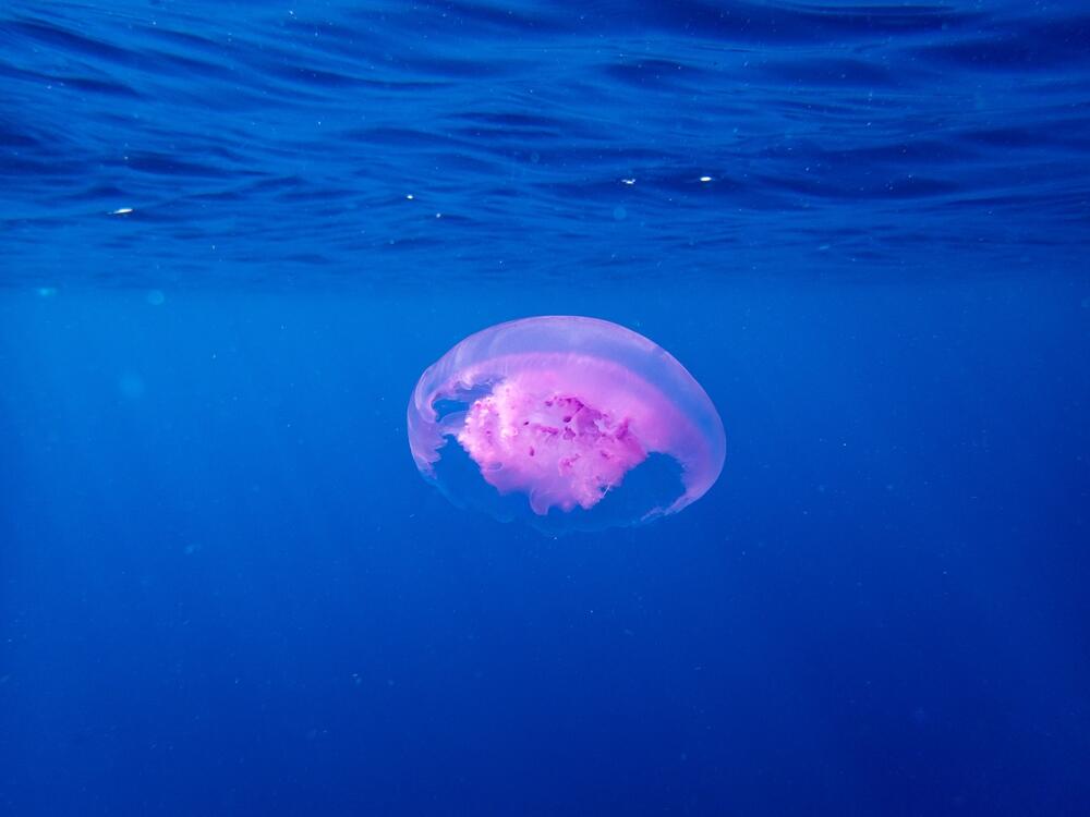 Meduza