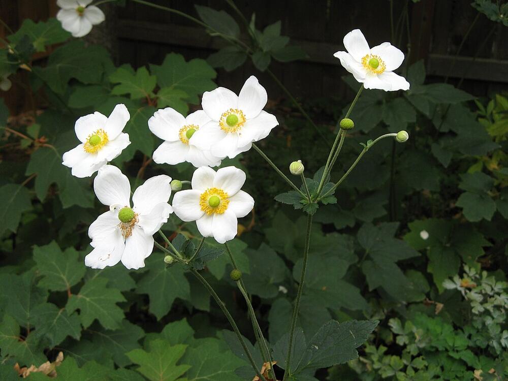 Japanski anemoni