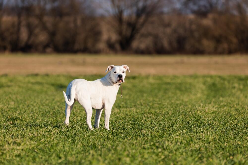 dogo argentino