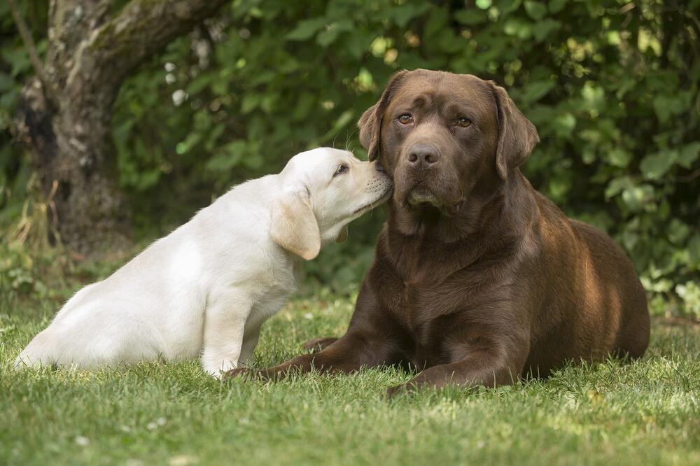 Labrador