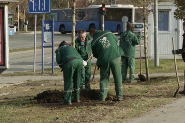 31 LIPA ULEPŠALA JE BULEVAR JOVANA DUČIĆA U SRPSKOJ ATINI! Očekuje se da će uskoro broj posađenih stabala dostići milion