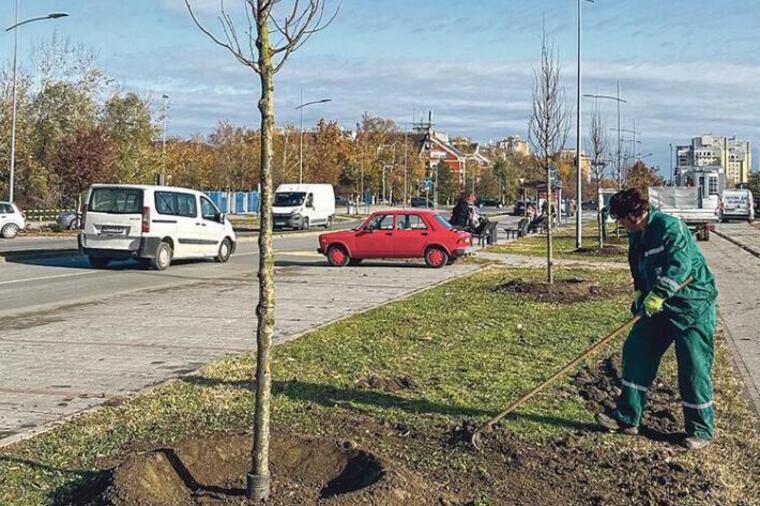 Novi Sad bogatiji za 31 lipu: Sadnja u okviru projekta „Zasadi drvo“ doprinosi urbanoj ekologiji