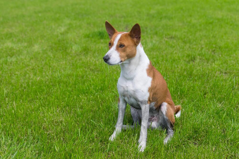 Basenji